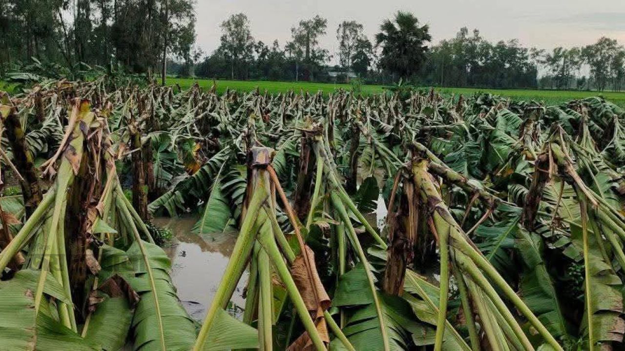 নওগাঁয় ঝড়ের তাণ্ডবে কয়েকটি এলাকা লণ্ডভণ্ড