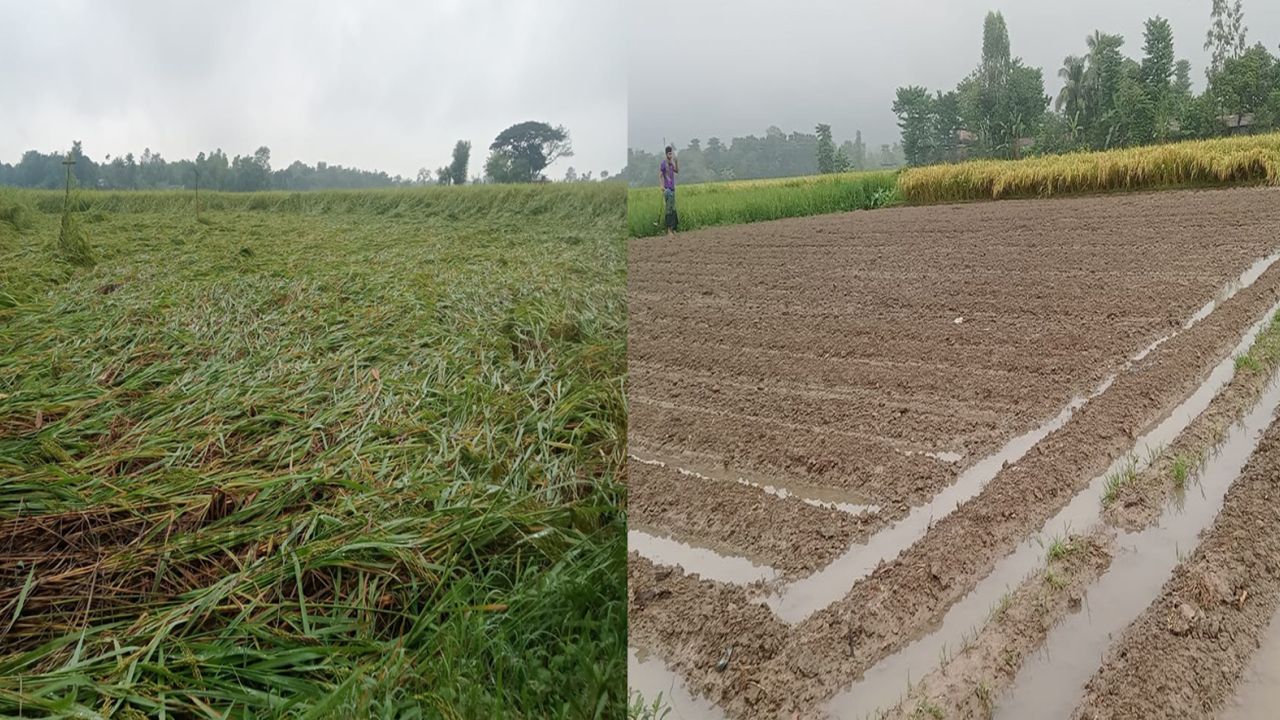 আক্কেলপুরে বৃষ্টির পানিতে তলিয়ে কৃষকের ঘাম-ঝরা পরিশ্রম, ফসলের মাঠে এখন শুধু হতাশা