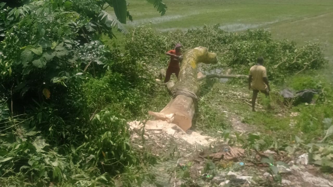 আত্রাইয়ে সরকারি জায়গায় গাছ কাটার অপরাধে জরিমানা আদায় 