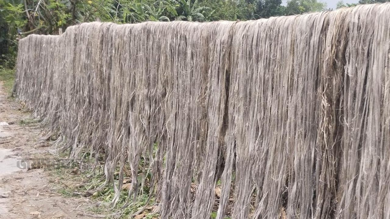 পাঁচবিবিতে পাটের দামে স্বস্তি, লাভের মুখ দেখছেন কৃষকরা 
