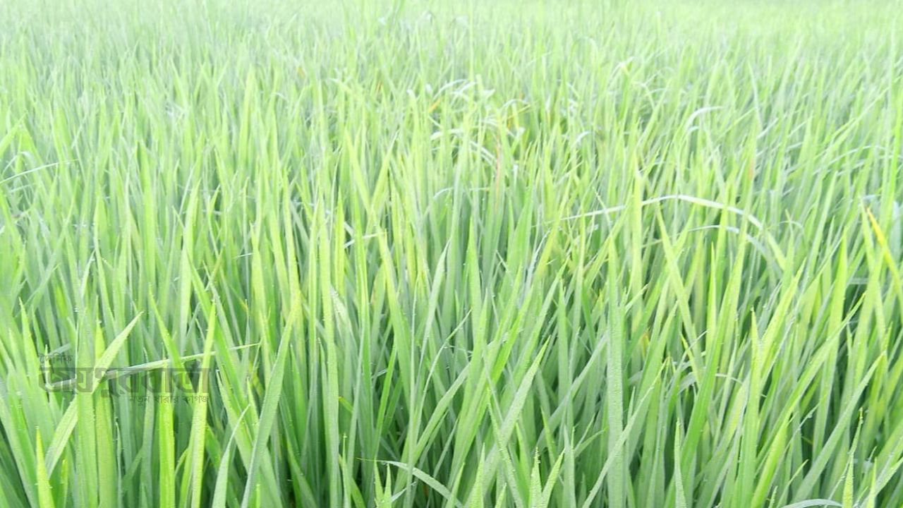 ঘোড়াঘাটে আশ্বিনের শিশিরভেজা সবুজ ধানক্ষেতে বদলে যাচ্ছে প্রকৃতির রুপ