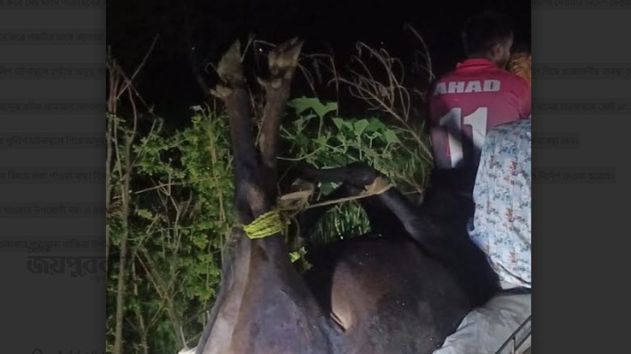 রাতের আঁধারে অসুস্থ গরু জবাই, ক্ষেতলালে চারজনকে জরিমানা