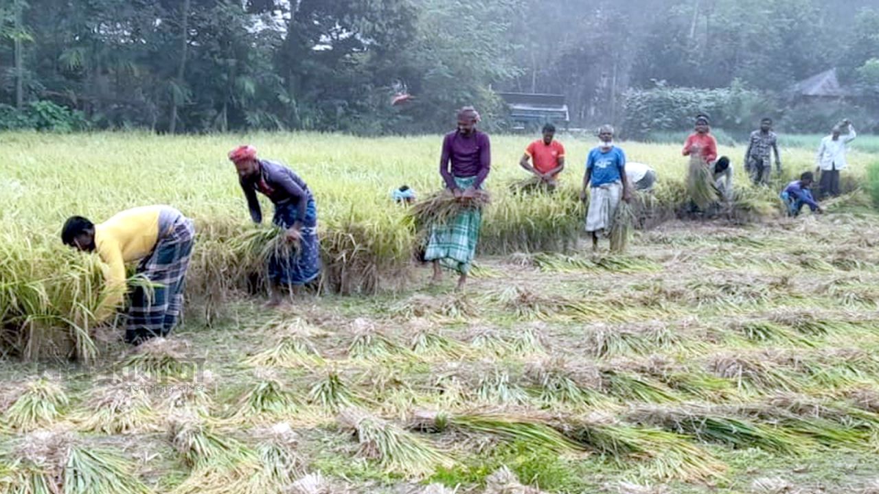 ঘোড়াঘাটে আগাম জাতের আমন ধান কাটা শুরু