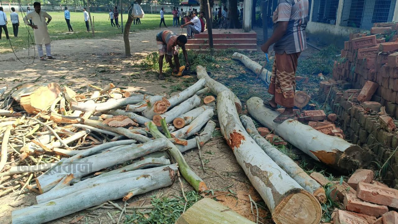 স্কুলের সীমানা থেকে গাছ কেটে বিক্রির অভিযোগ অবসরপ্রাপ্ত সেনা সদস্যের বিরুদ্ধে