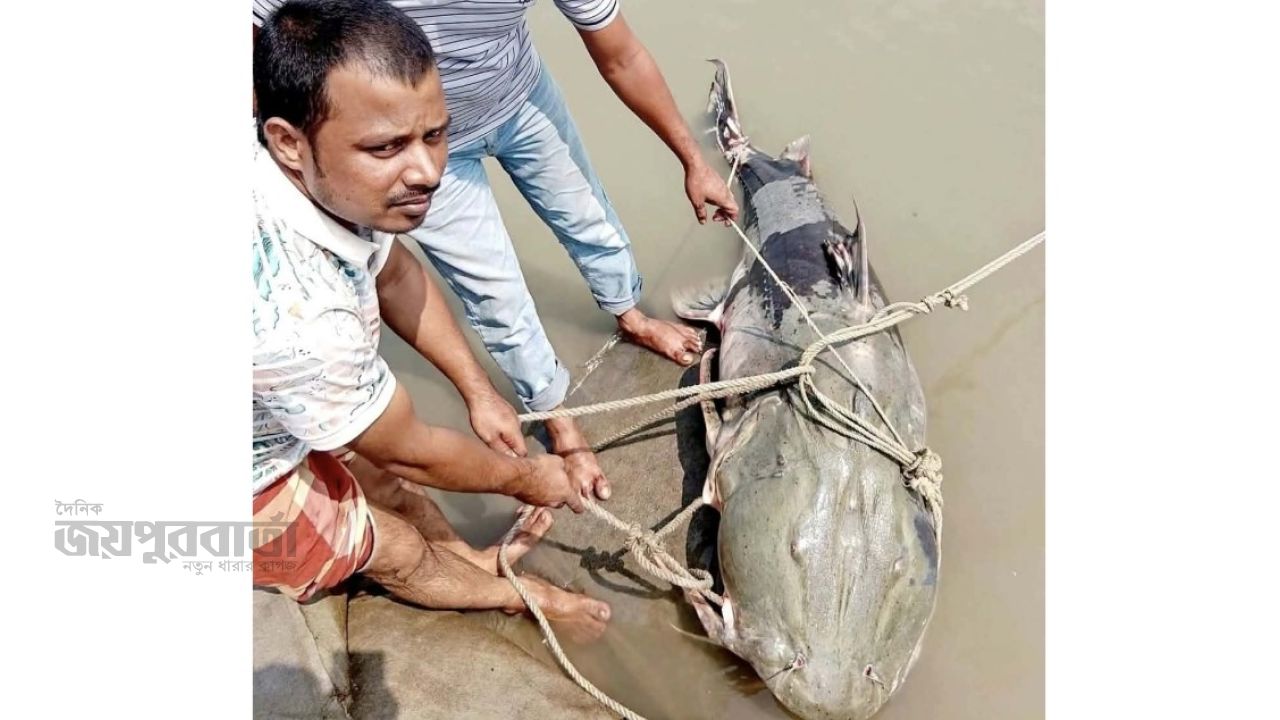 কুড়িগ্রামে ব্রহ্মপুত্রে নদে  জালে বাঘাইড়, দাম এক লাখ দশ হাজার 