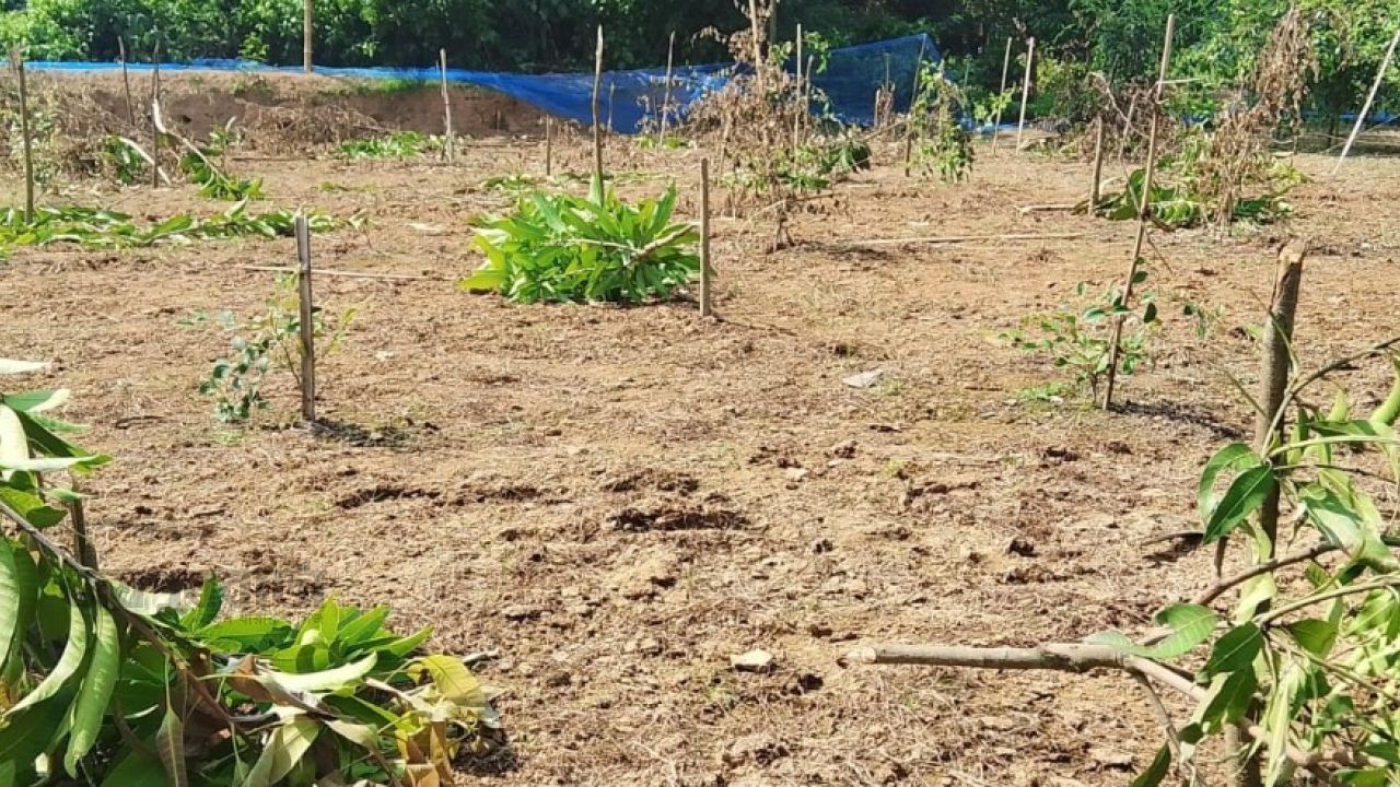 জমি নিয়ে বিরোধের জেরে ১০১টি আম-বরইগাছ কেটে সাবাড়