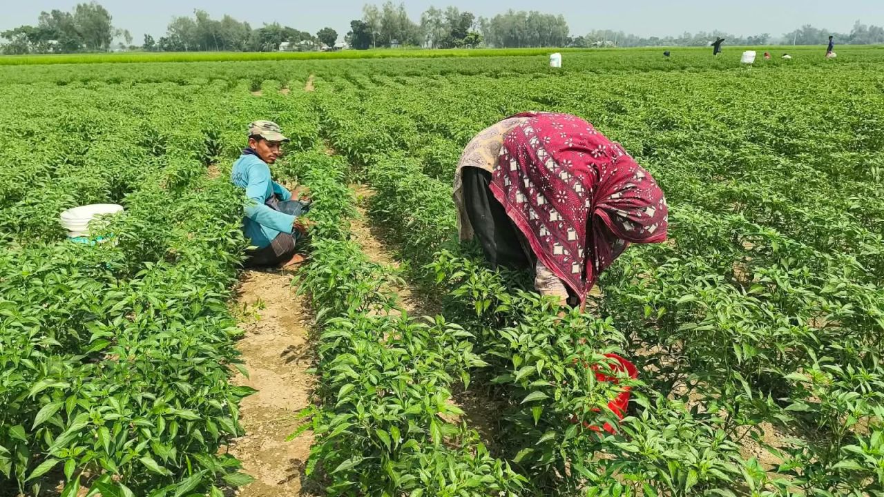 মাদারগঞ্জের চরাঞ্চলগুলোতে মরিচের বাম্পার ফলন 