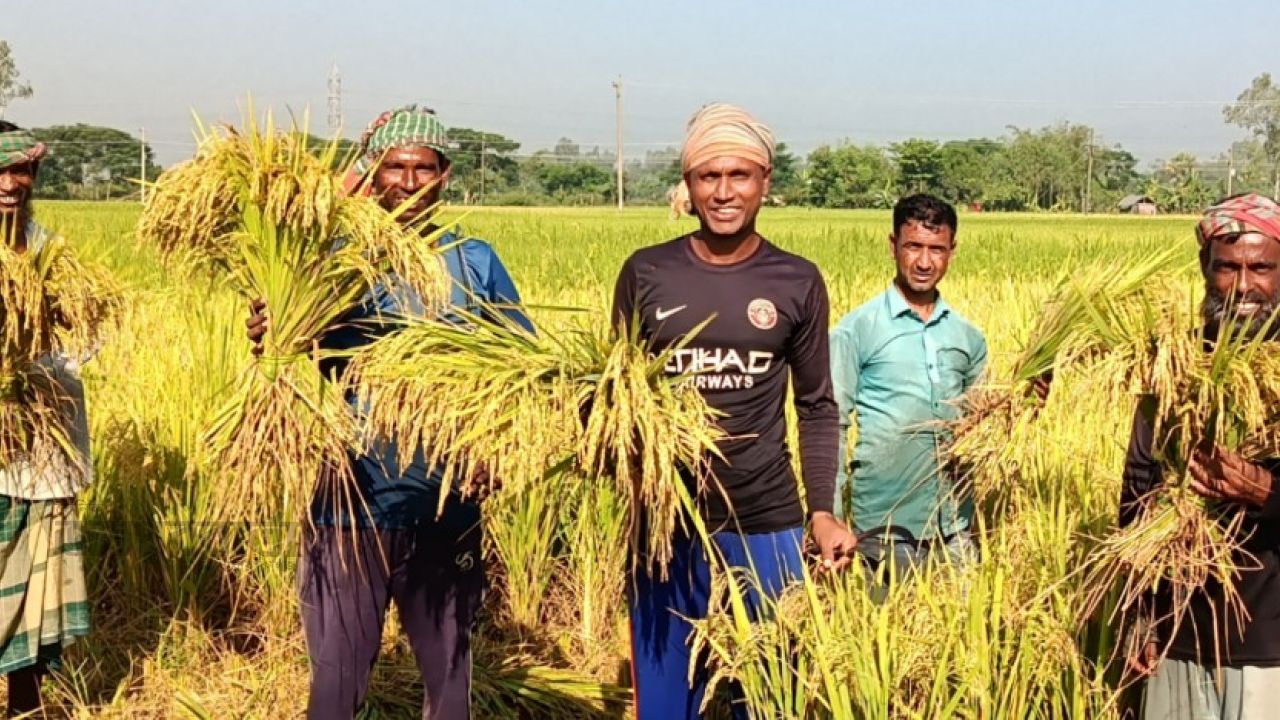 আগাম আমন ধানে বাম্পার ফলন,হাসি ফুটেছে কৃষকের মুখে