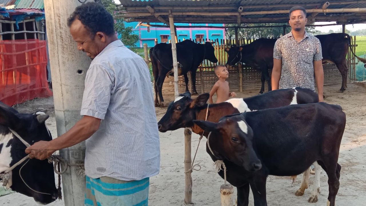দুই গাভী থেকে খামার,শাকিলের সাফল্যে অনুপ্রাণিত ৪০ তরুণ